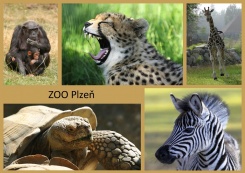 pohled A5
foto : archiv Zoologické zahrady
Afrika