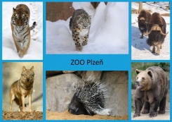 pohled A5
foto : archiv Zoologické zahrady
Palearkt
