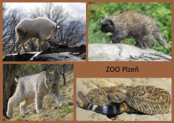 pohled A5
foto : archiv Zoologické zahrady
Severní Amerika