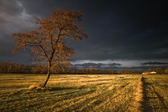 Bouře a strom