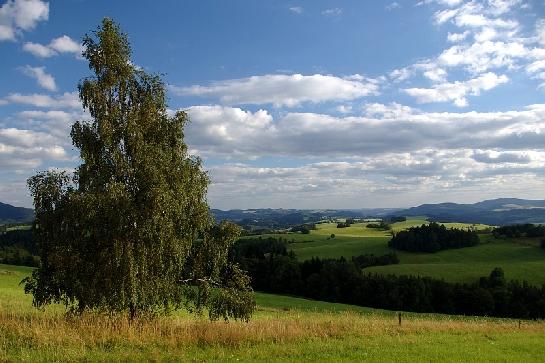 Strom samotář
