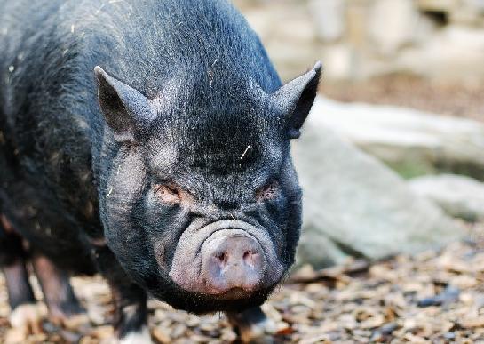Prase vietnamské (Sus scrofa)
