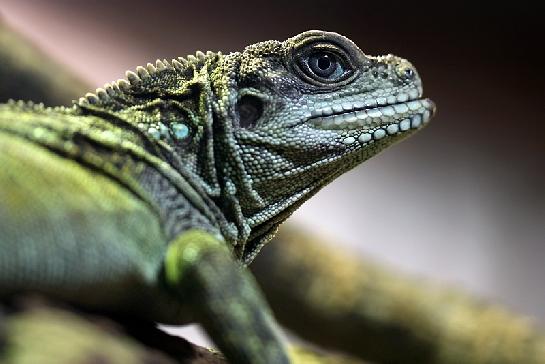Hydrosaurus weberi (agama)