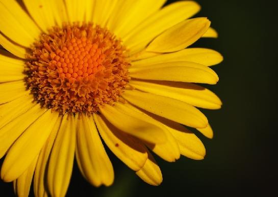 Doronicum - kamzičník