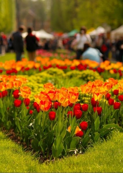 Flora Olomouc, záhon s tulipány