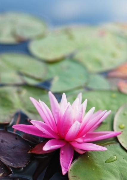 Leknín (Nymphaea)