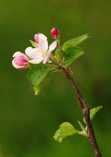 Větvička jabloně v květu