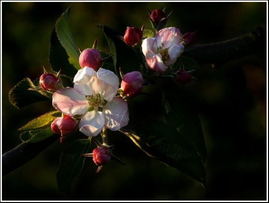 Květy jabloně