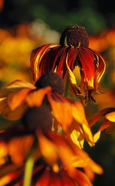 Třapatka nachová (echinacea purpurea)