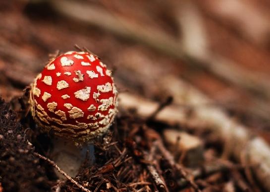 Muchomůrka červená - Amanita muscaria