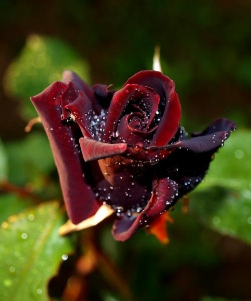 Tmavě červená růže