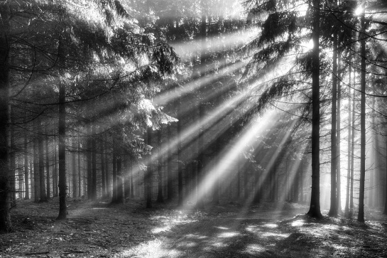 svítání v lese
