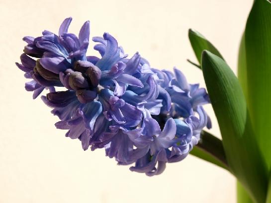 Jarní hyacint