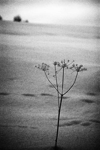 zimní melancholie3