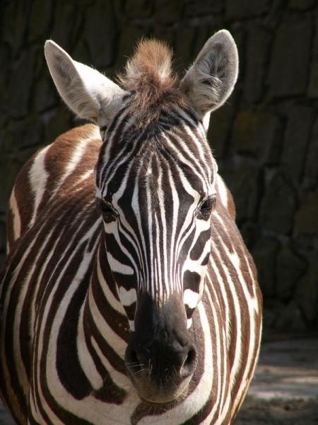 Zebra