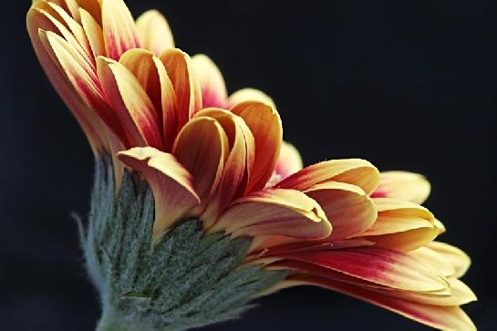 Gerbera