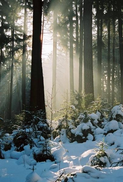 Průsvit lesem