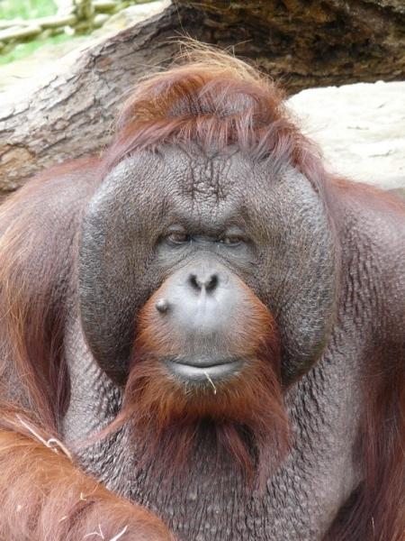 Orangutan