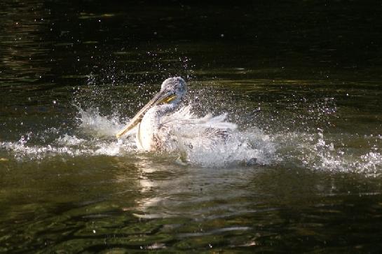 Koupající se pelikán