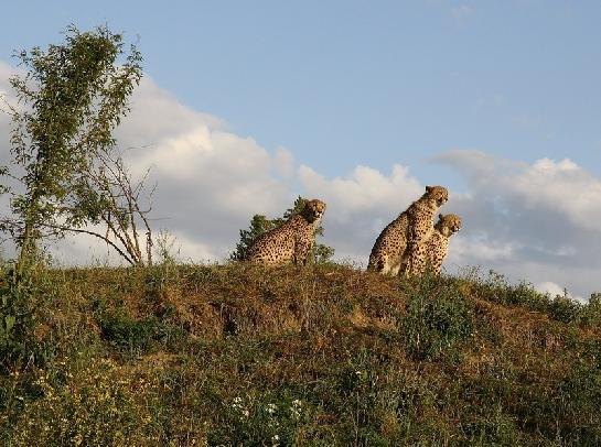Savana
