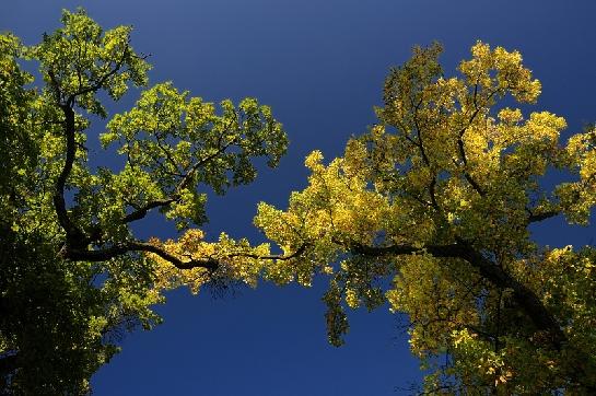 Podzim v parku zámku Lednice