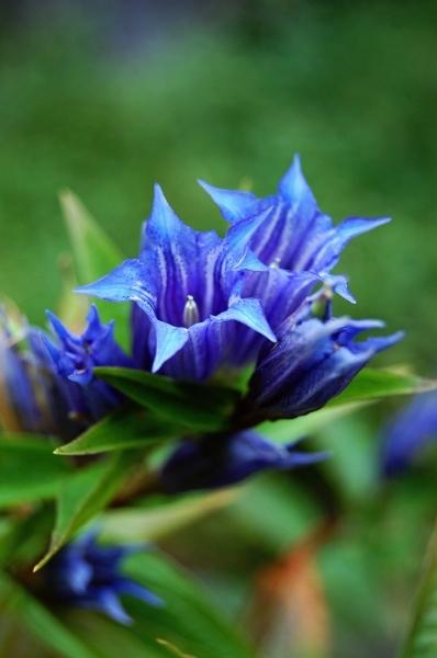 Hořec tolitový (Gentiana asclepiadea)