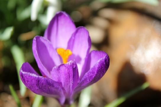 Krokus