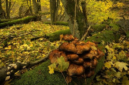 Podzim v údolí Oslavy