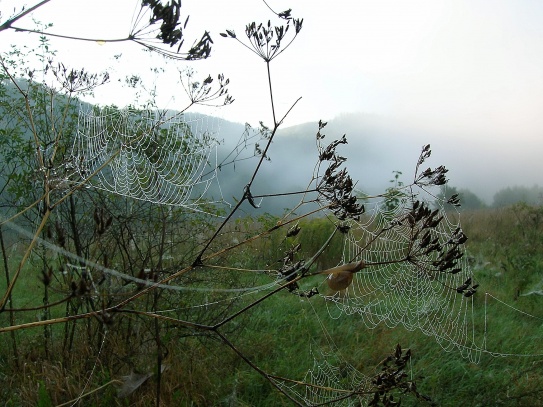 Hlemýžď a pavučiny