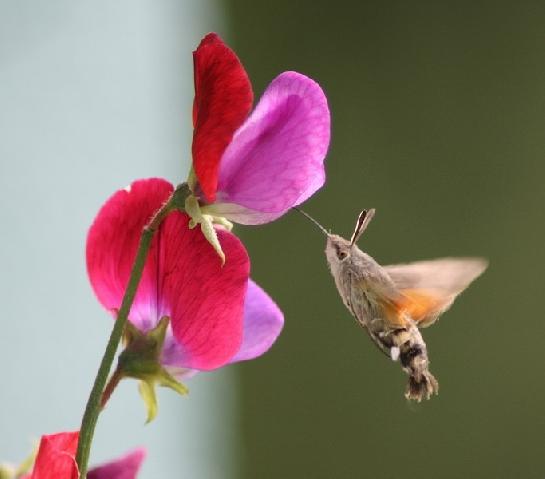 Motýl, nebo kolibřík?