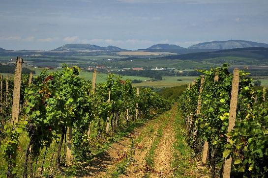 Pavlovské vrchy - Pálava