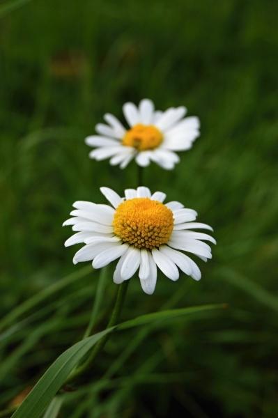Kopretina bílá (Leucanthemum vulgare)