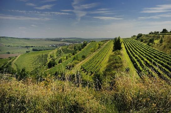 Vinice nad Bořeticemi