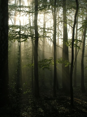 Tajemný les 1