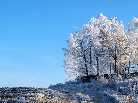 Stromy a pole u hřbitovní zdi