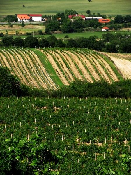 Vinice