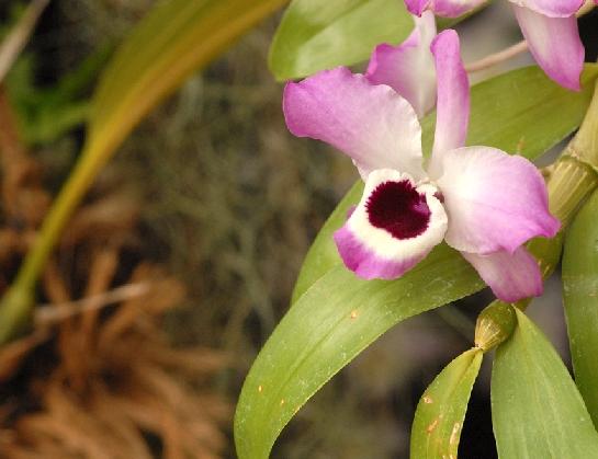 Fata Morgana-orchidej 14