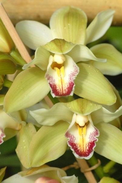Fata Morgana-orchidej 5