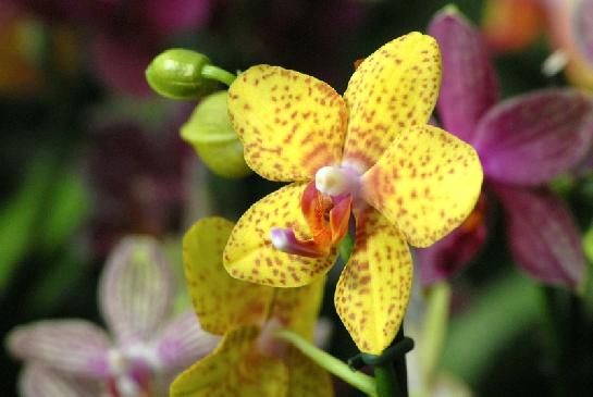 Fata Morgana-orchidej 15