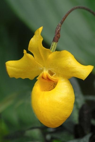Fata Morgana-orchidej 18