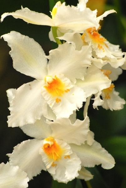 Fata Morgana-orchidej 8