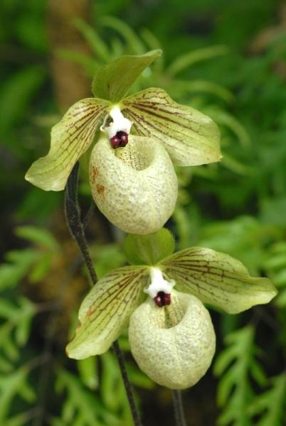 Fata Morgana-orchidej 4