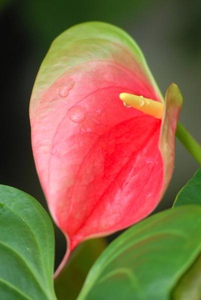 Fata Morgana-květy anthurium