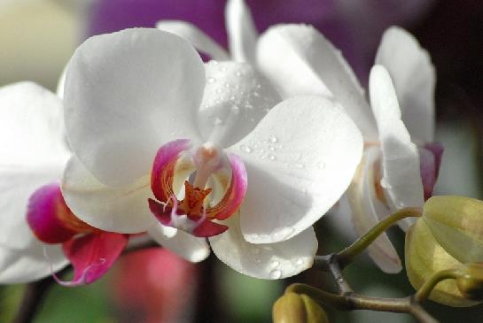 Fata Morgana-orchidej 17