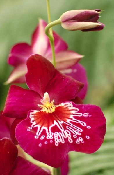 Fata Morgana-orchidej 1