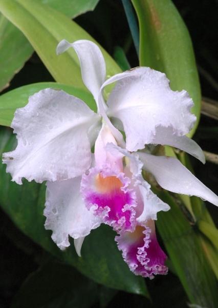 Fata Morgana-orchidej 6