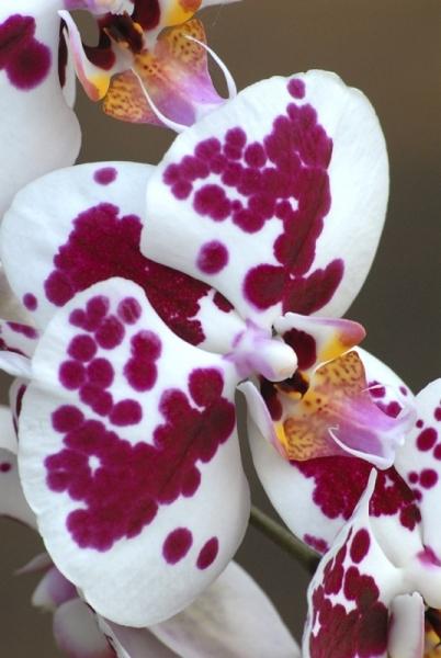 Fata Morgana-orchidej 7