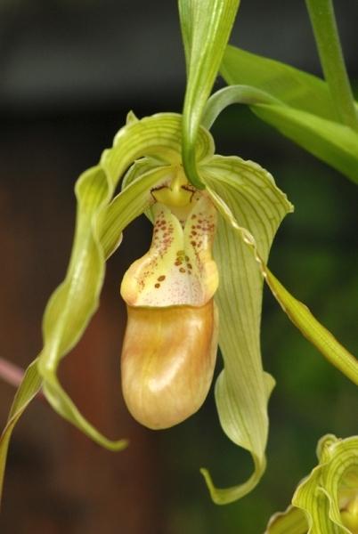 Fata Morgana-orchidej 10