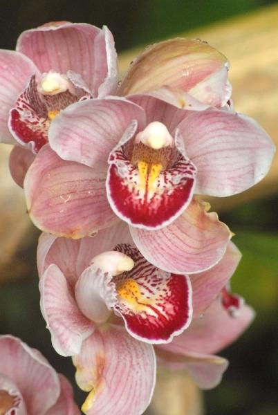 Fata Morgana-orchidej 3