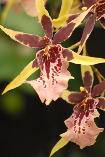 Fata Morgana-orchidej 9
